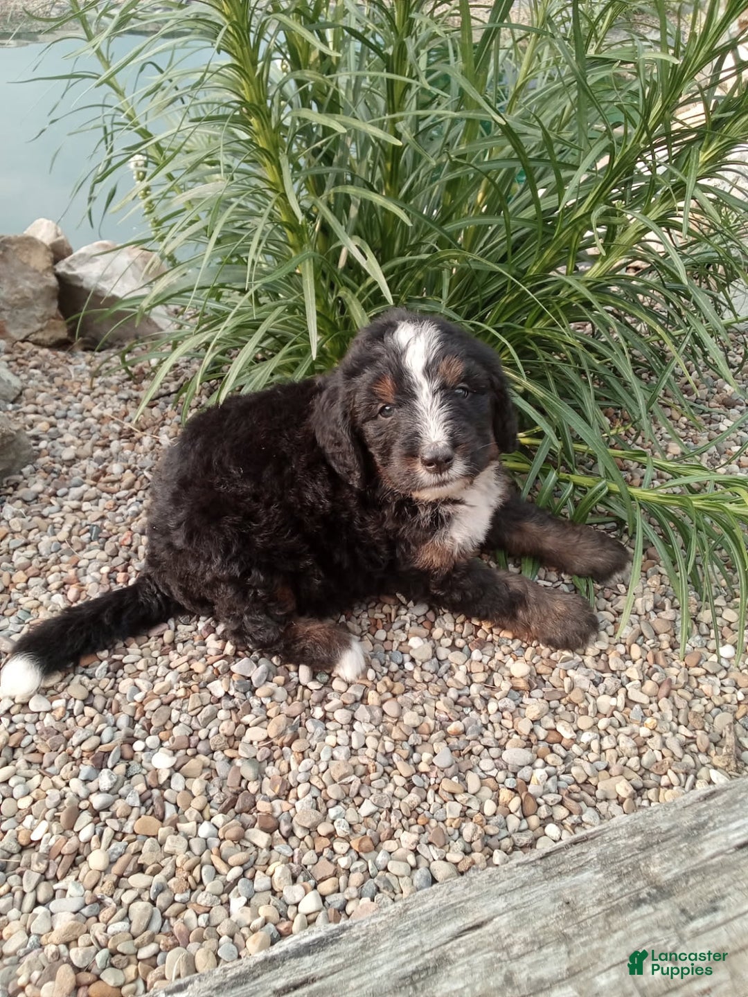 Bernedoodle dogs for sale: Archer - Image 1