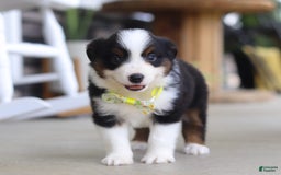 Australian Shepherd dogs for sale: Zeke - Image 5