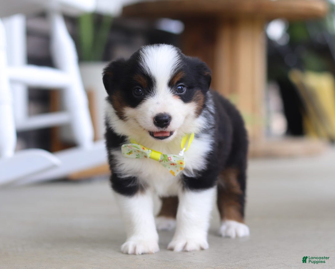 Australian Shepherd dogs for sale: Zeke - Image 5