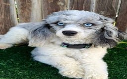 Miniature Poodle dogs for sale: Velma - Image 8