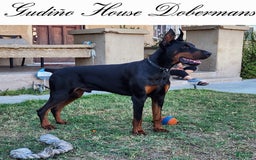 Doberman Pinscher dogs for sale: Yellow Collar Female - Image 15