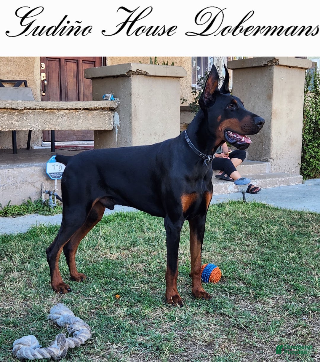 Doberman Pinscher dogs for sale: Yellow Collar Female - Image 15