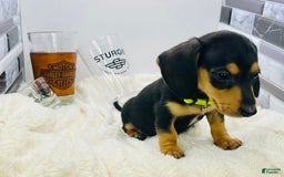 Miniature Dachshund dogs for sale: James - Image 11