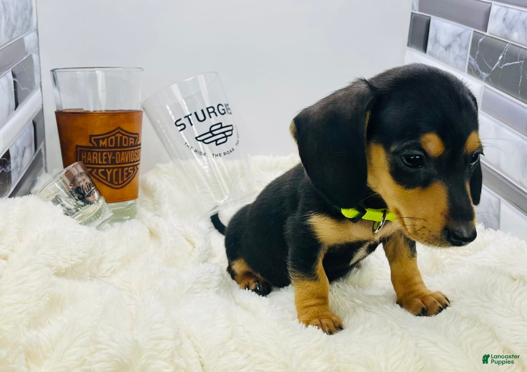 Miniature Dachshund dogs for sale: James - Image 11
