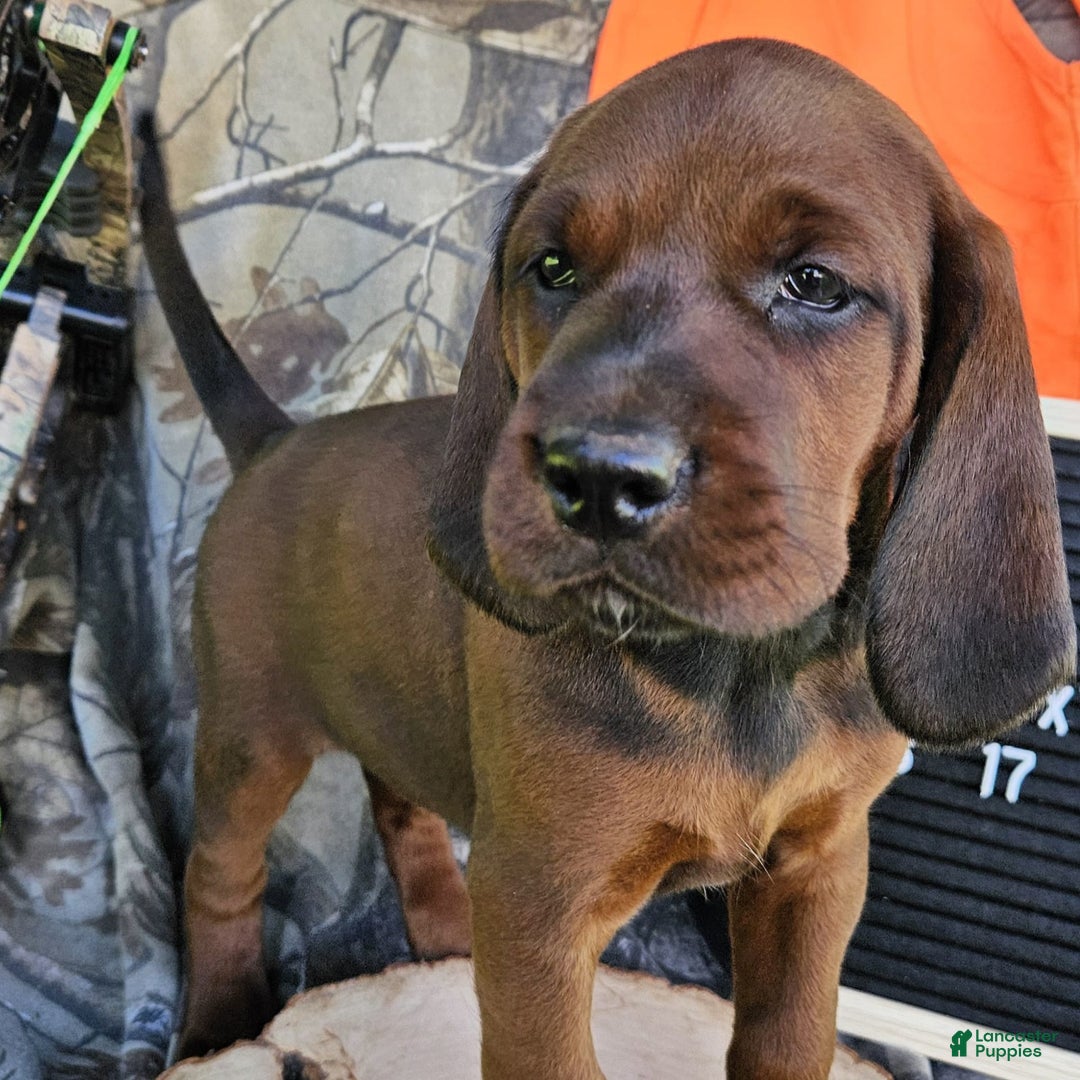 Redbone Coonhound dogs for sale: Oakley - Image 5