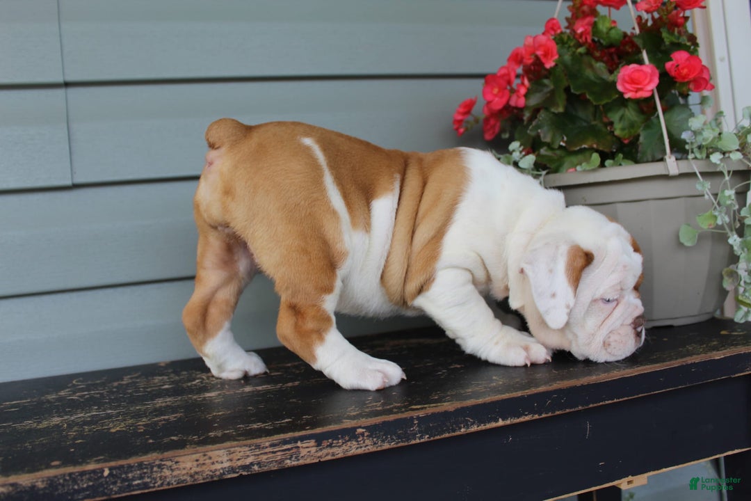 English Bulldog dogs for sale: Ruby - Image 3