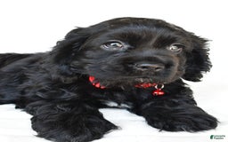Cocker Spaniel dogs for sale: Poochie - Image 1
