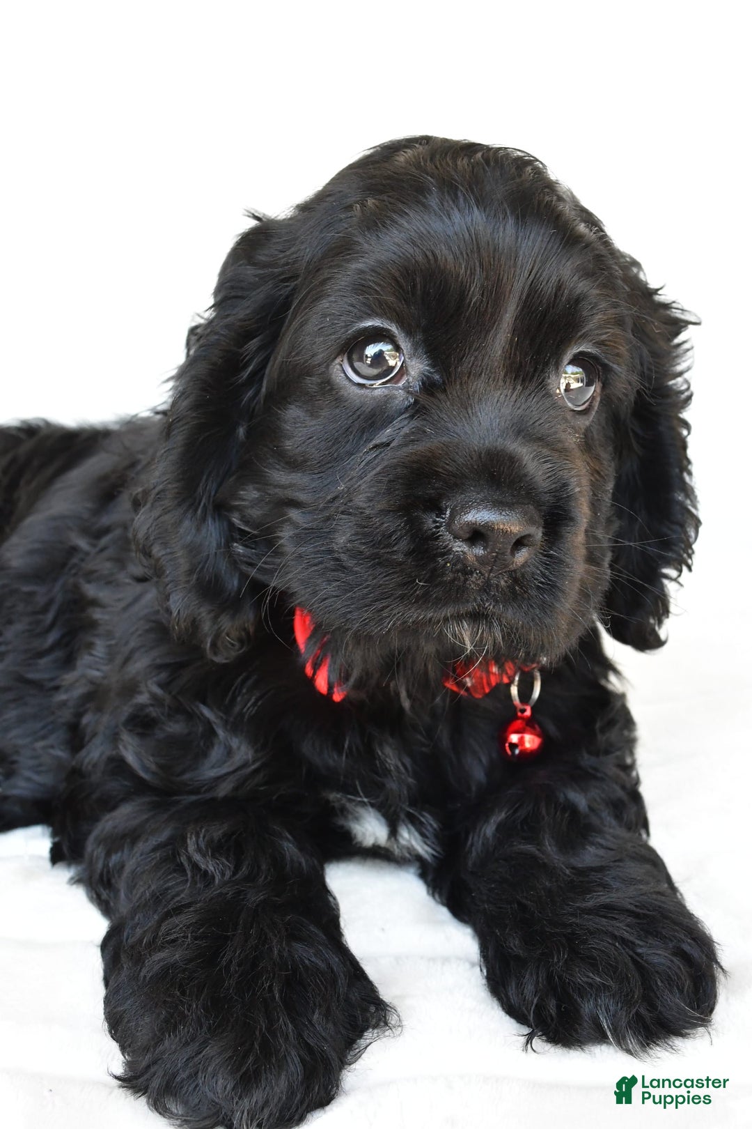 Cocker Spaniel dogs for sale: Poochie - Image 1