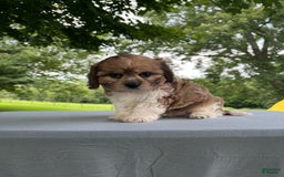 Cavapoo dogs for sale: Diego - Image 11