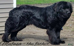 Newfoundland dogs for sale: Annie - Image 7