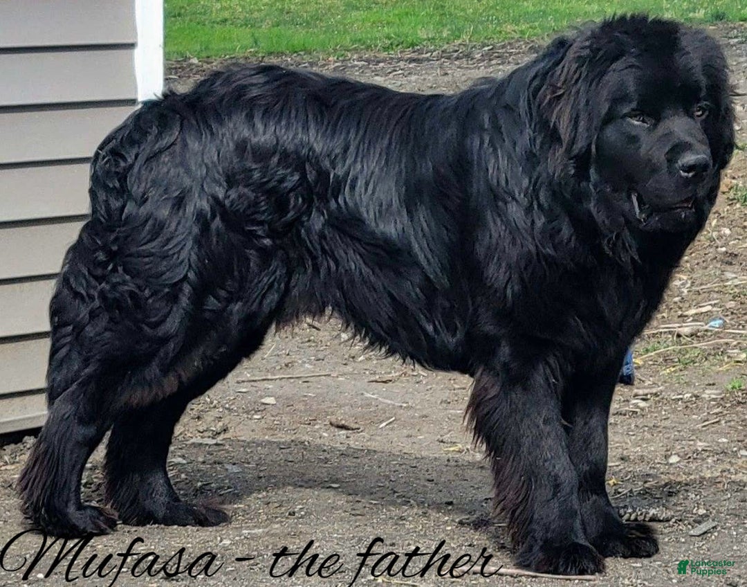 Newfoundland dogs for sale: Annie - Image 7