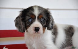 Cockalier dogs for sale: Irwin - Image 3