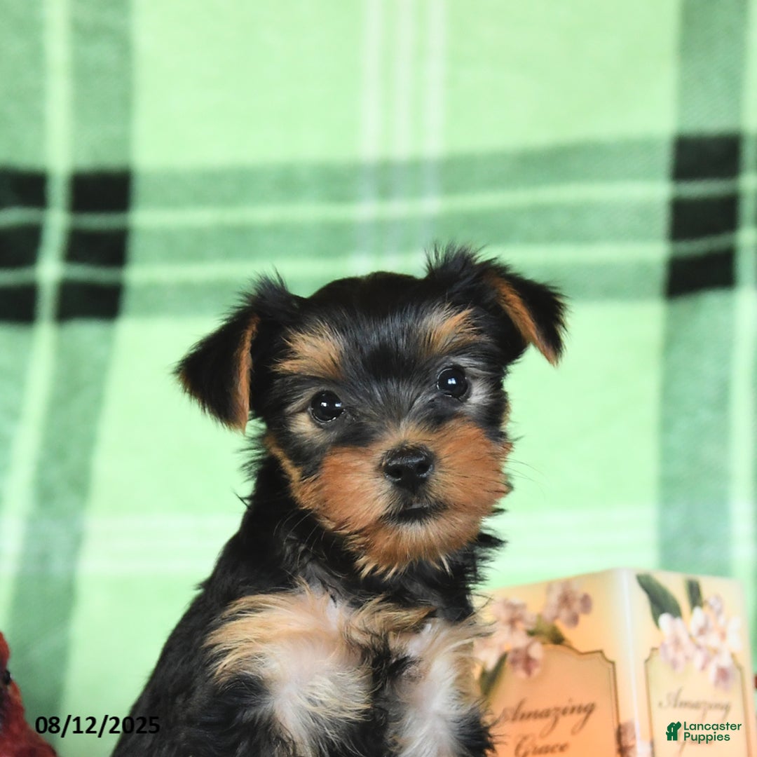 Yorkshire Terrier dogs for sale: Lulu - Image 2