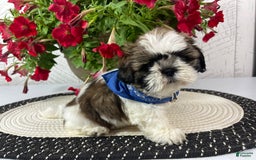Shih Tzu dogs for sale: Freddy - Image 7