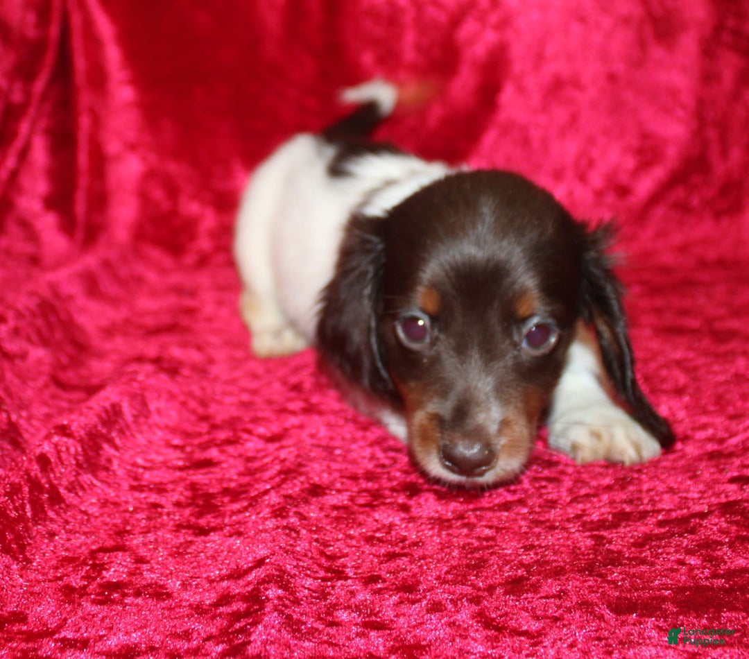 Miniature Dachshund dogs for sale: Chloe Mini - Image 27