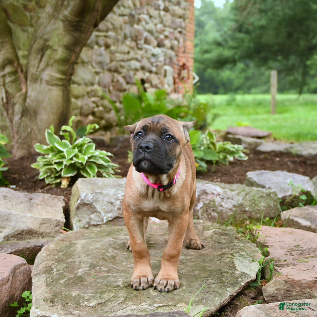Cane Corso dogs for sale: Tessa - Image 8