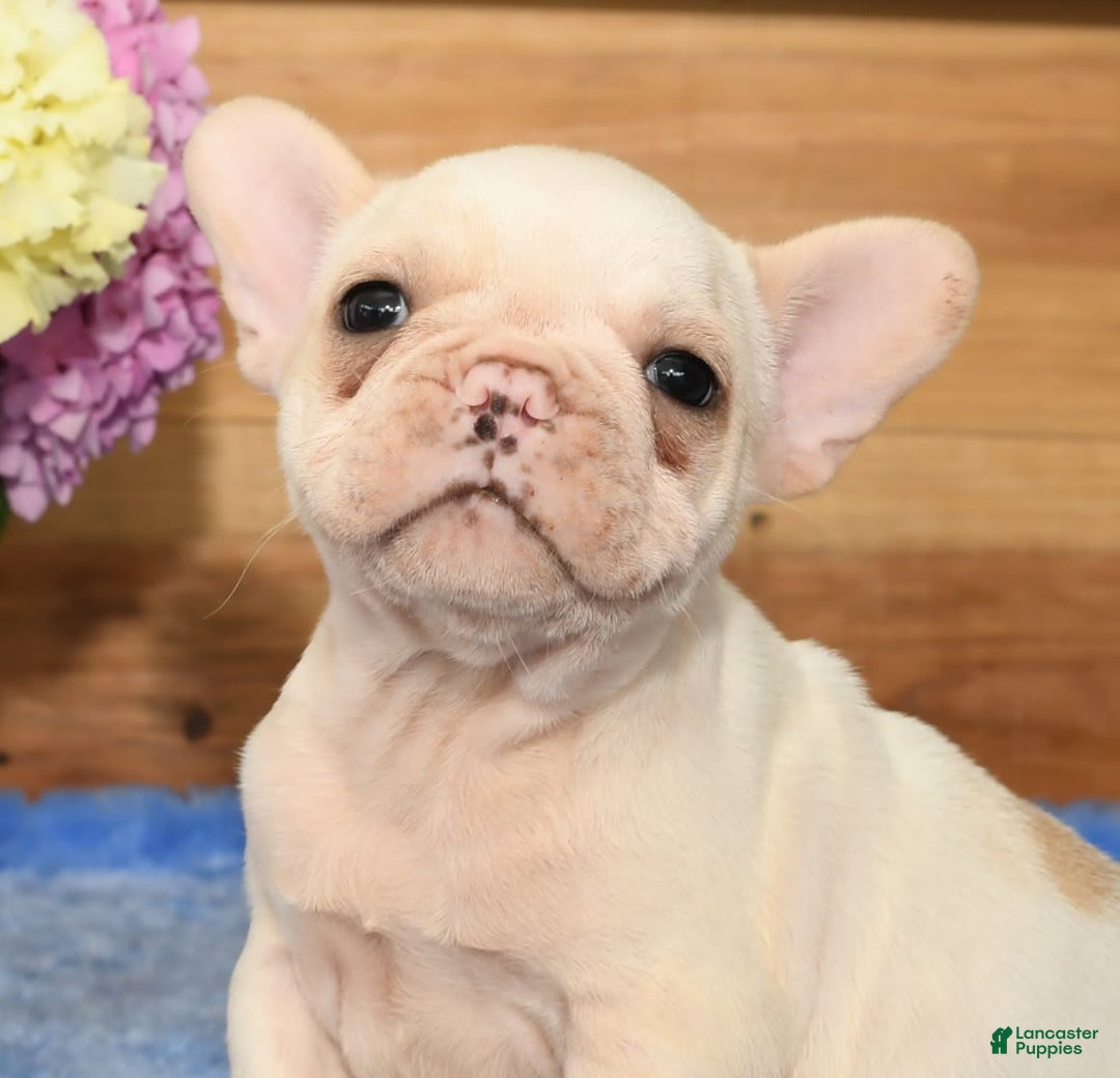 French Bulldog dogs for sale: Bella - Image 4