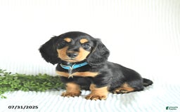 Miniature Dachshund dogs for sale: Rocky - Image 4