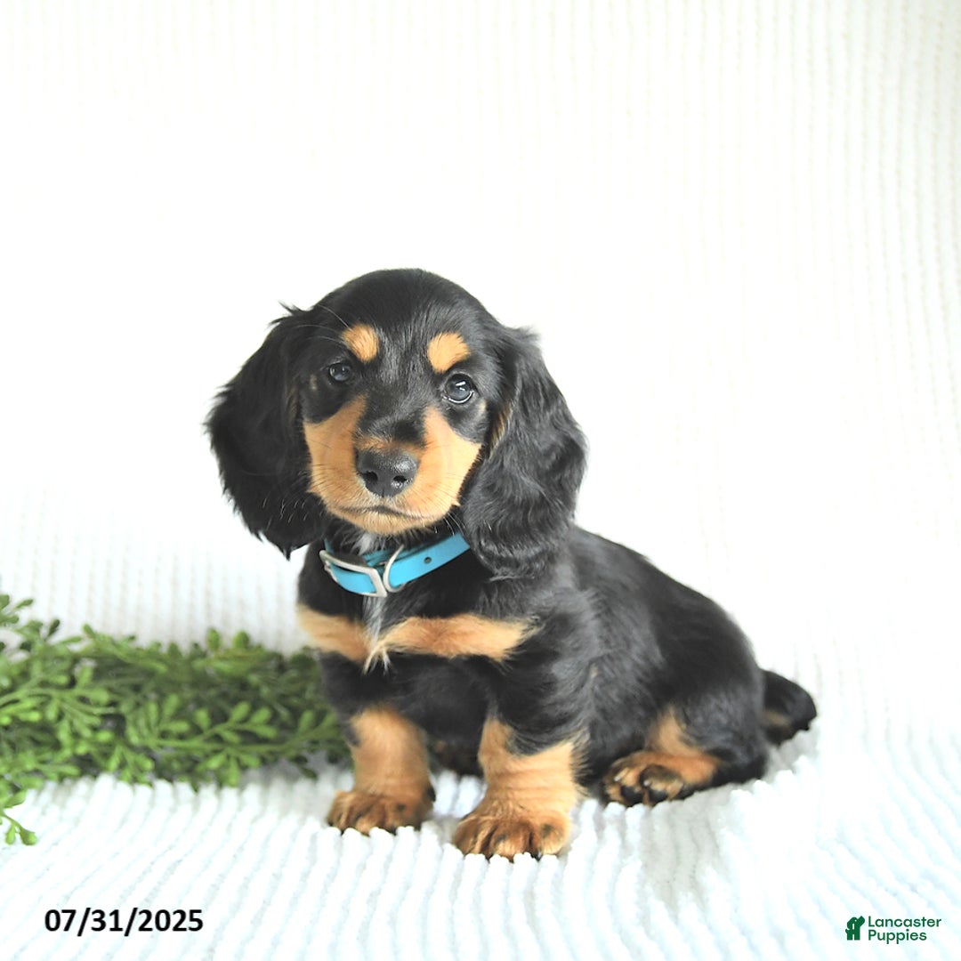 Miniature Dachshund dogs for sale: Rocky - Image 4
