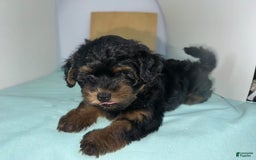 Yorkshire Terrier dogs for sale: Giselle - Image 7