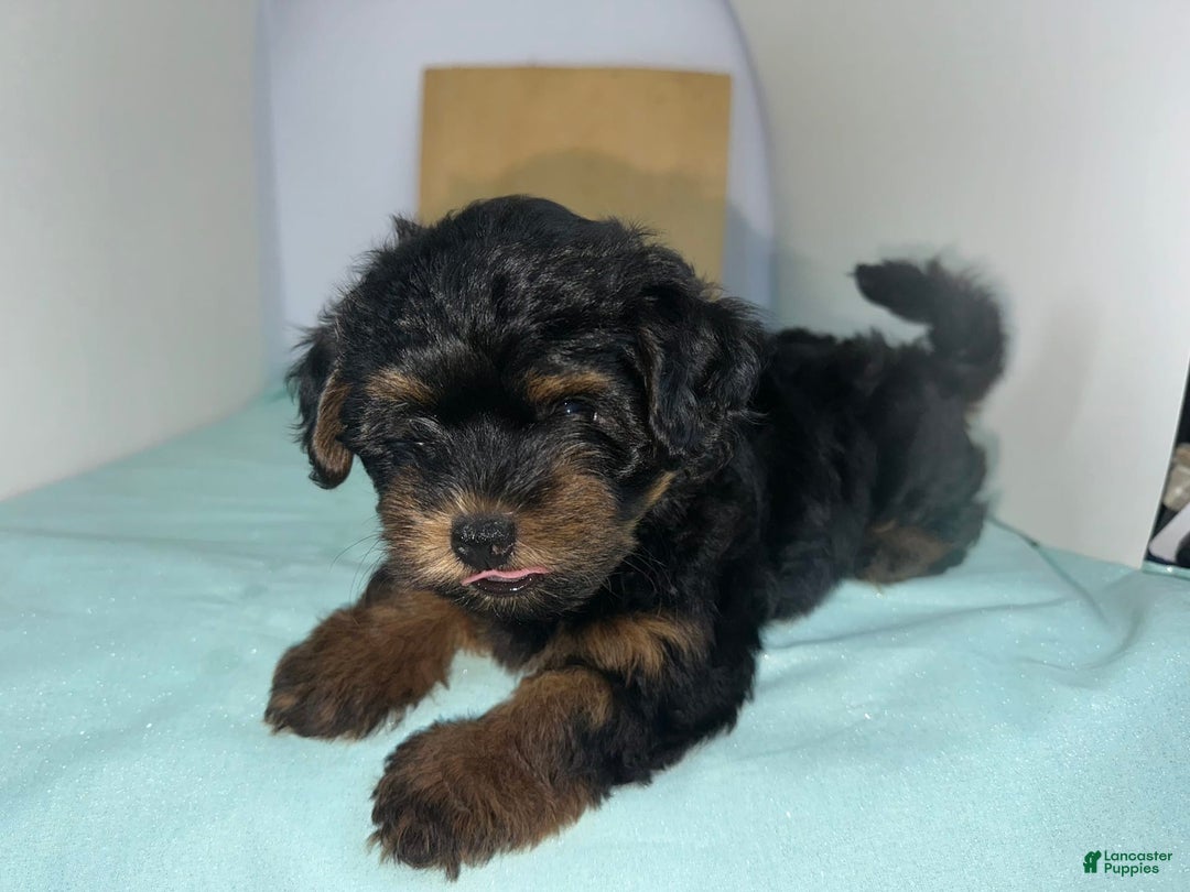 Yorkshire Terrier dogs for sale: Giselle - Image 7