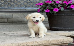 Golden Retriever dogs for sale: Winston - Image 7