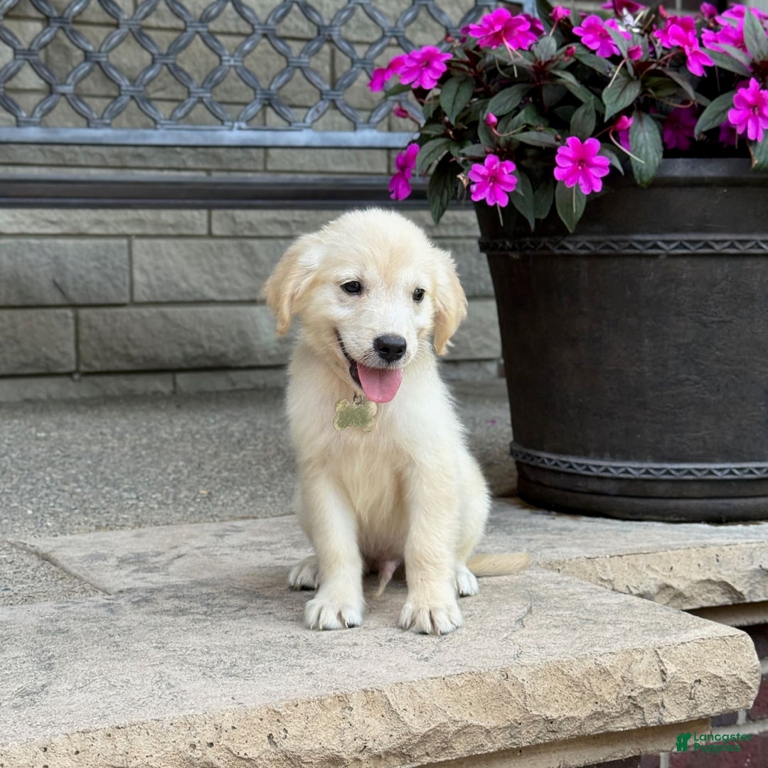 Golden Retriever dogs for sale: Winston - Image 7