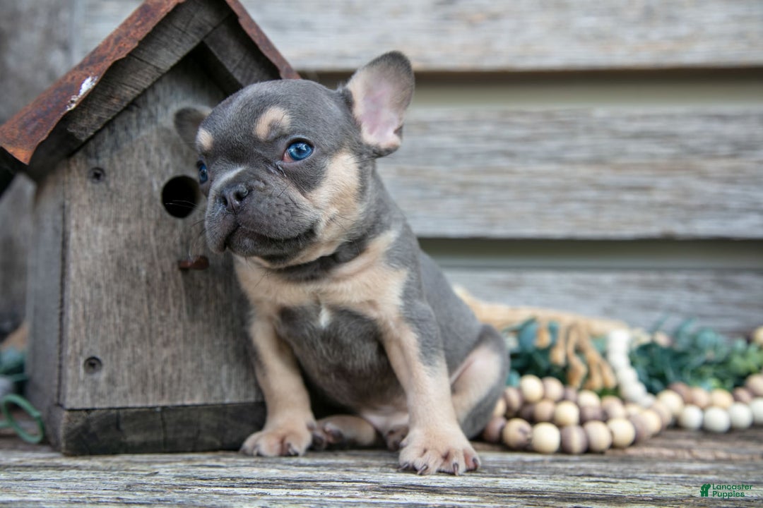French Bulldog dogs for sale: Shadow - Image 2