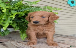 Goldendoodle dogs for sale: Flip - Image 16