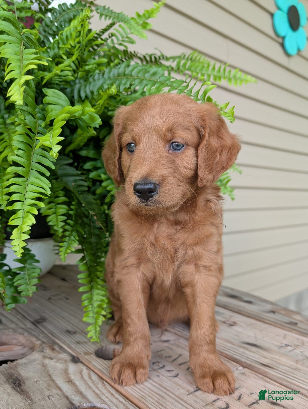 Goldendoodle dogs for sale: Flip - Image 16