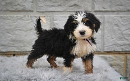 Bernedoodle dogs for sale: Findley - Image 4