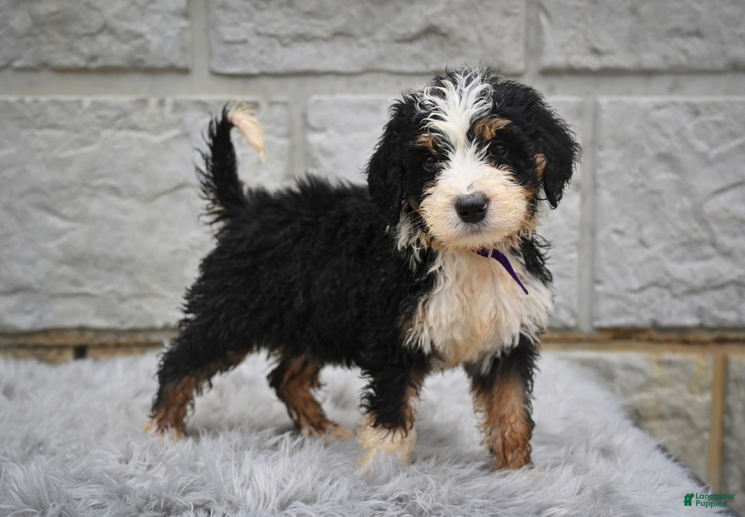 Bernedoodle dogs for sale: Findley - Image 4