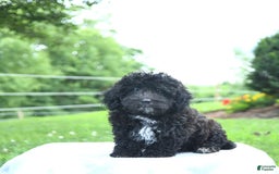 Toy Poodle dogs for sale: Kassia - Image 8