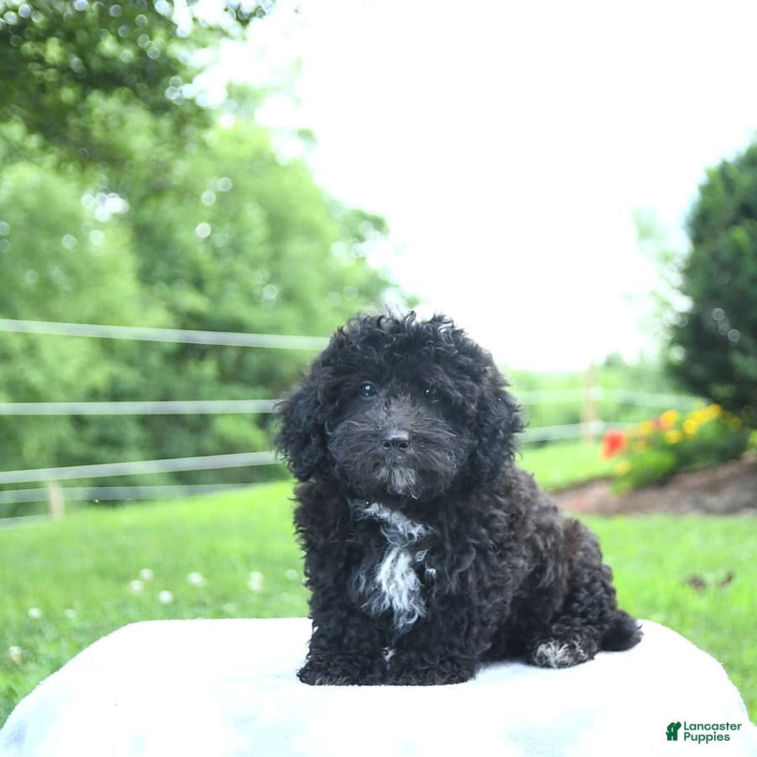 Toy Poodle dogs for sale: Kassia - Image 8