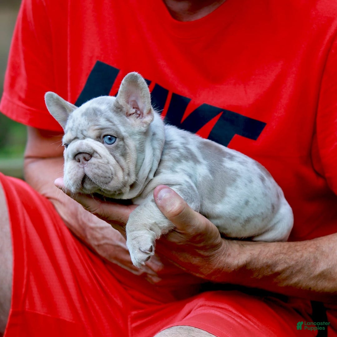 French Bulldog dogs for sale: Domenic - Image 5