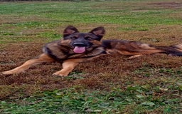 German Shepherd dogs for sale: Chase - Image 1