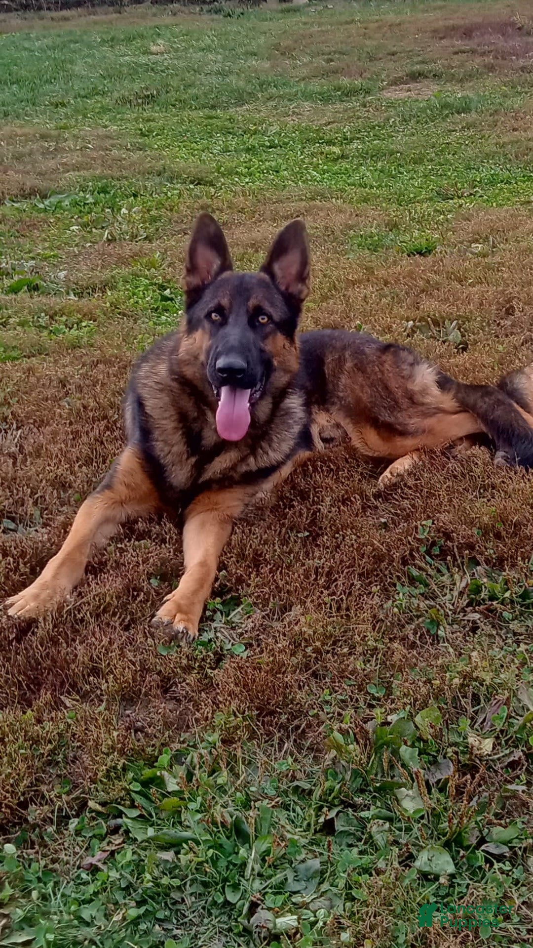 German Shepherd dogs for sale: Chase - Image 1