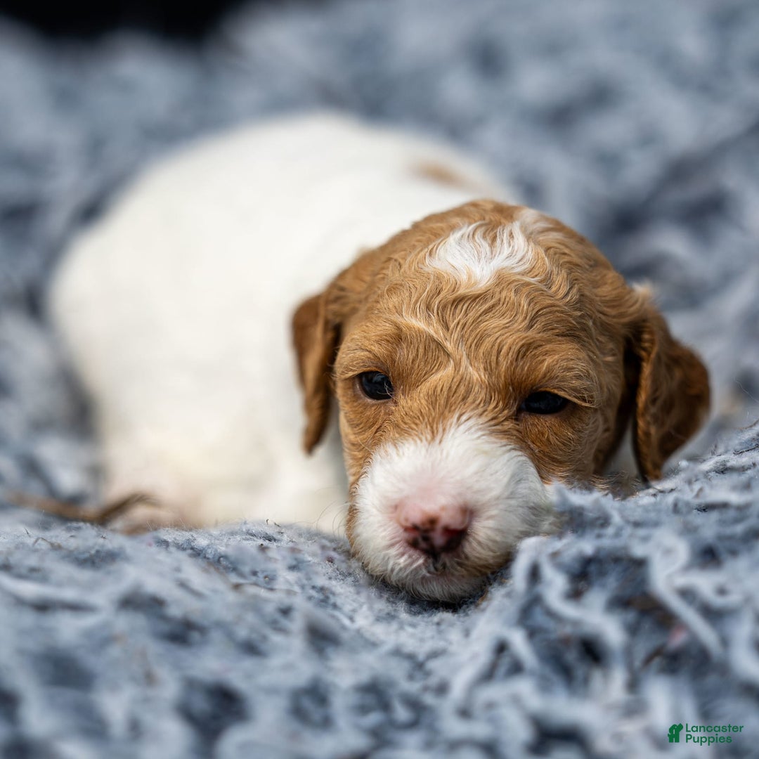 Standard Poodle dogs for sale: Rin - Image 4