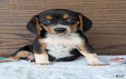 Beagle dogs for sale: Molly - Image 1