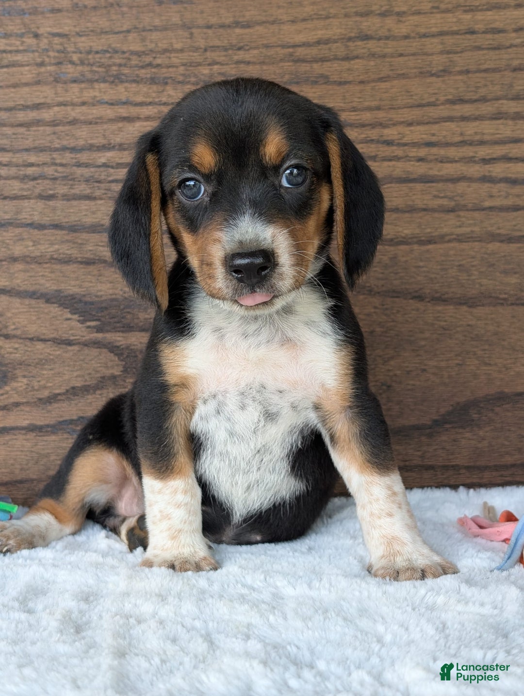 Beagle dogs for sale: Molly - Image 1