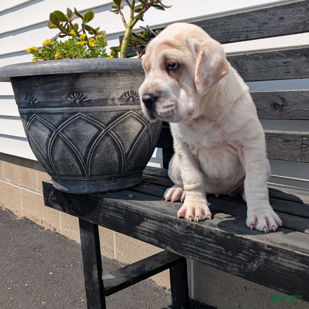 Mini Hippo dogs for sale: Casey - Image 4
