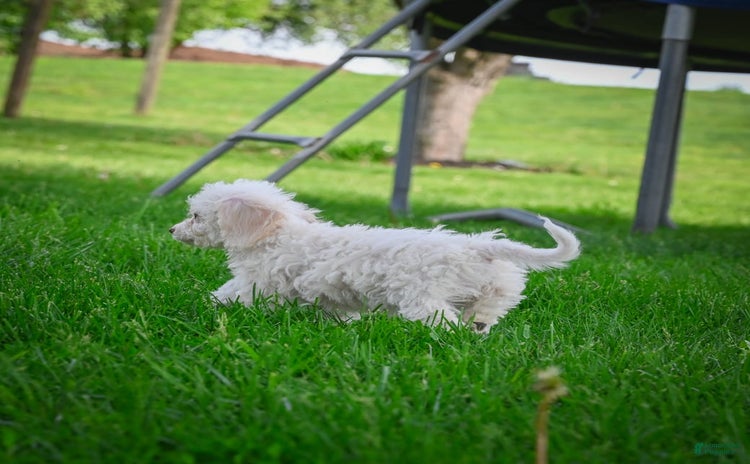 Bichpoo dogs - Advert 15