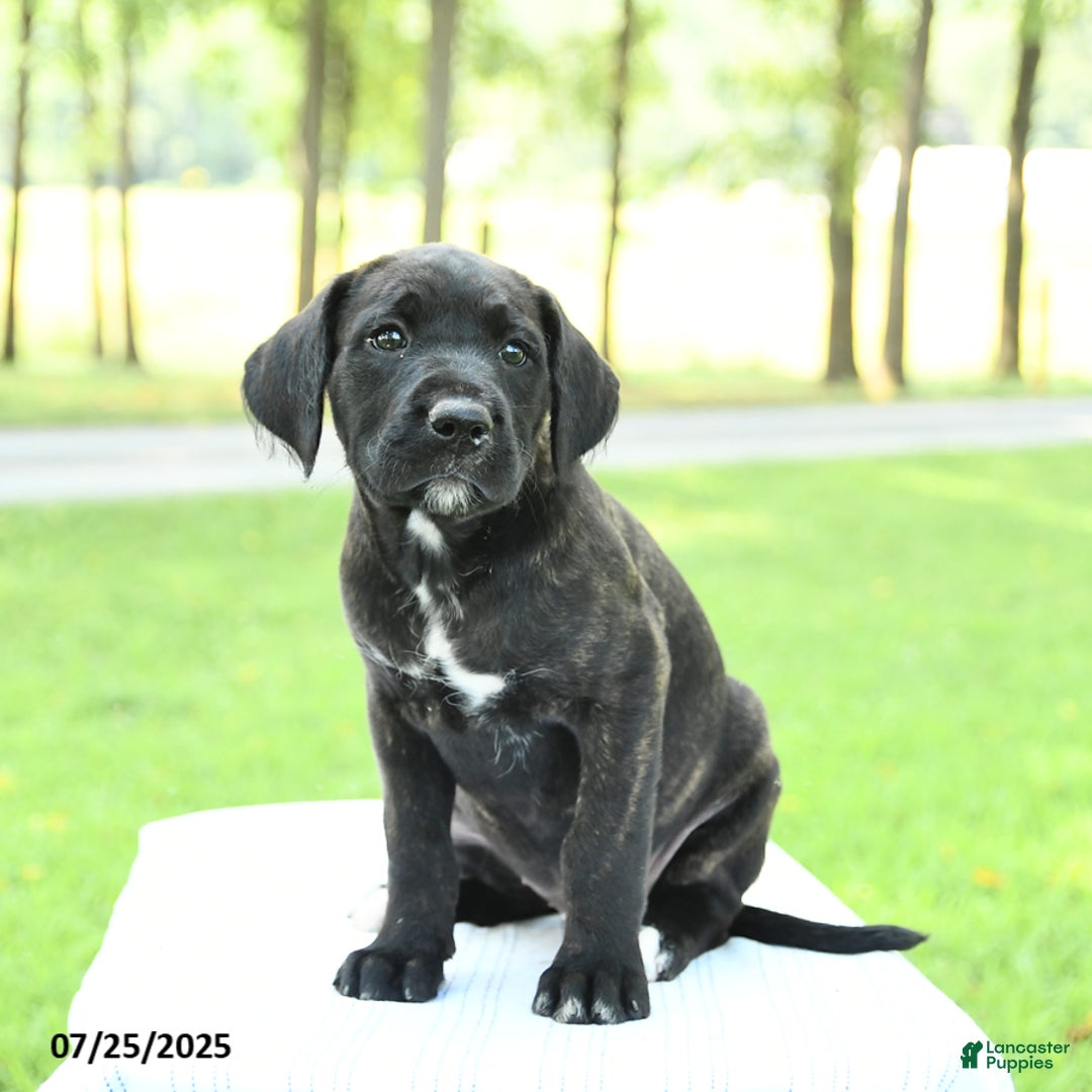 Cane Corso dogs for sale: Meadow - Image 4