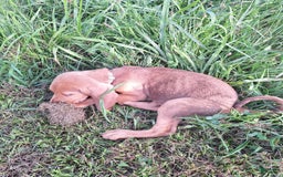 Bloodhound dogs for sale: Orange - Image 4