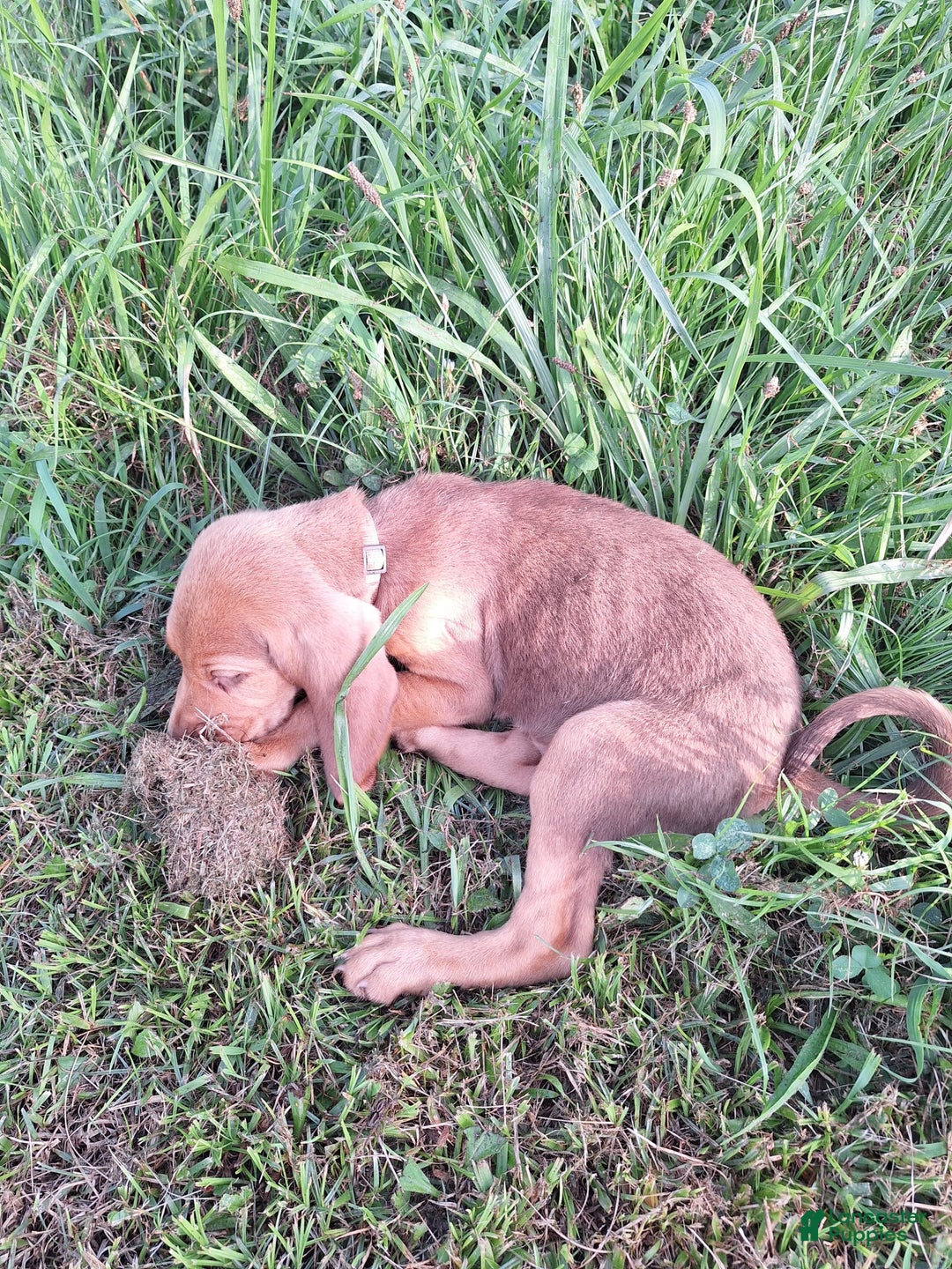 Bloodhound dogs for sale: Orange - Image 4