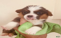Welsh Corgi Pembroke dogs for sale: Bluie Girl - Image 2