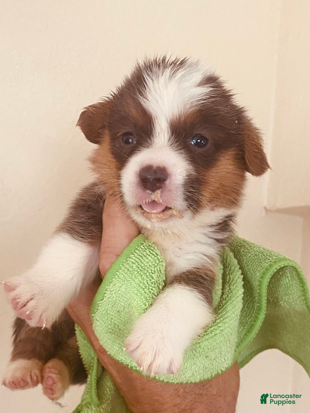 Welsh Corgi Pembroke dogs for sale: Bluie Girl - Image 2