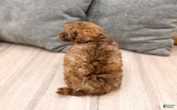 Yorkiepoo dogs for sale: Zack - Image 5