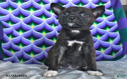 Boston Terrier dogs for sale: Babe - Image 2