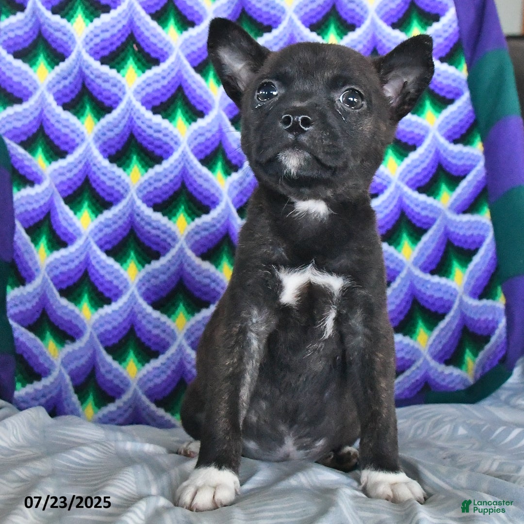Boston Terrier dogs for sale: Babe - Image 2